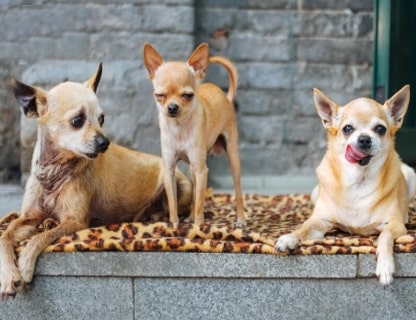 Dog Protection Work